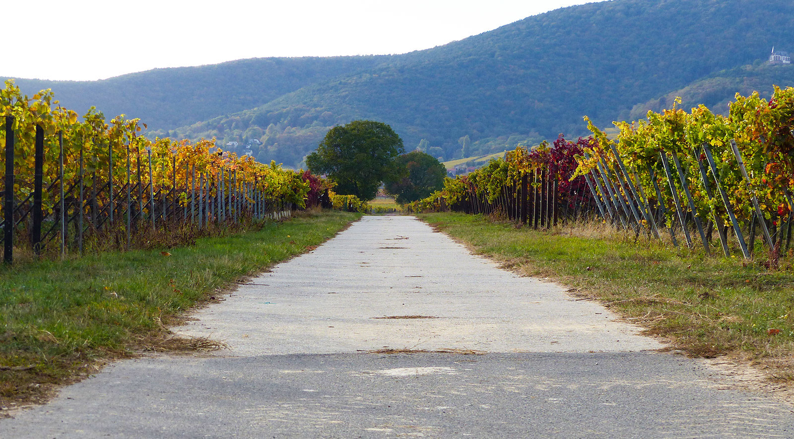 Weingut Koch