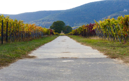 Weingut Koch