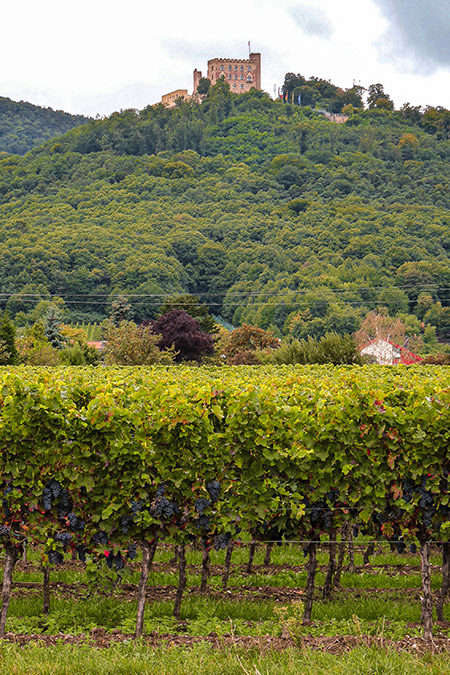 Weingut Müller-Kern