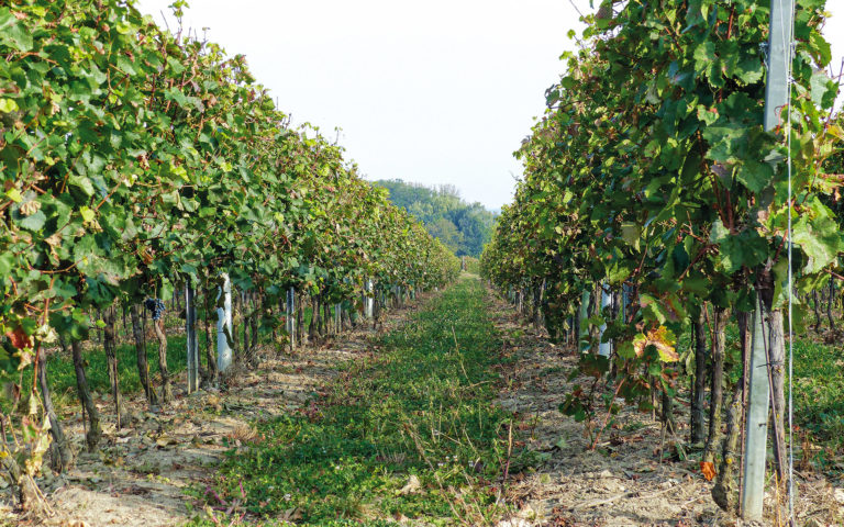 Weinkellerei Toifl