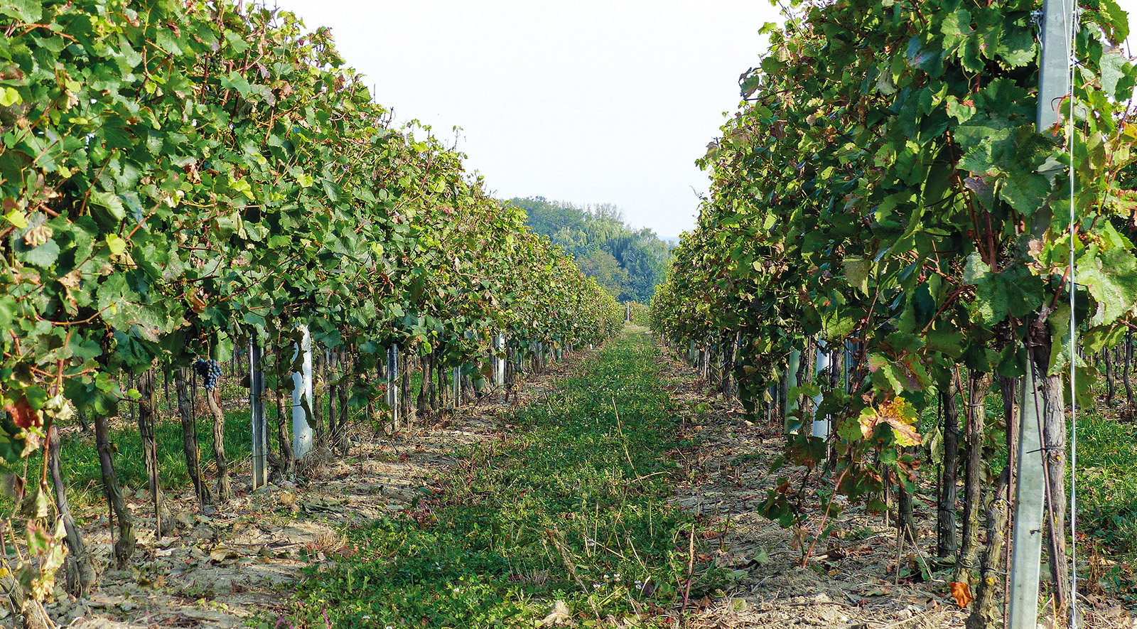 Weinkellerei Toifl