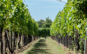 Weingut Aldeneyck